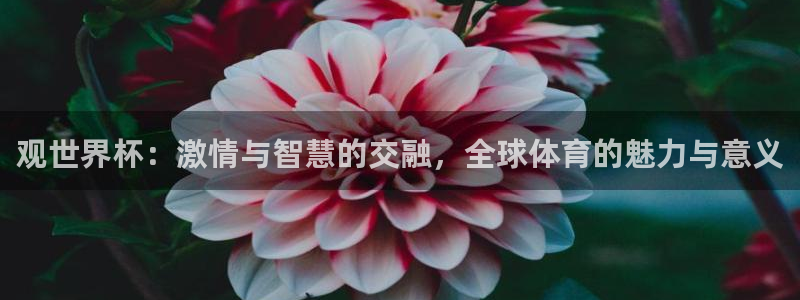 今年的世界杯：观世界杯：激情与智慧的交融，全球体育的魅力与意义