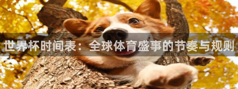 美洲杯直播：世界杯时间表：全球体育盛事的节奏与规则